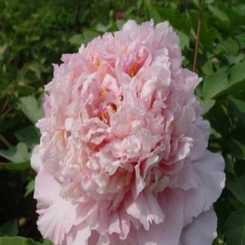 Lu Fen Peony suppliers