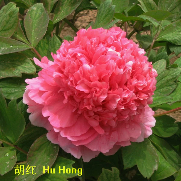 image001 image001