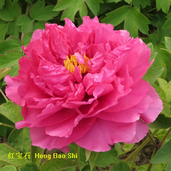 image007 image007