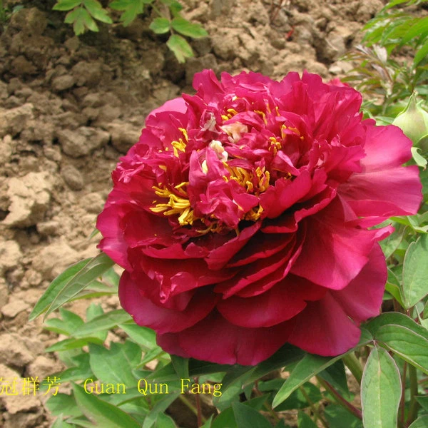 image005 image005