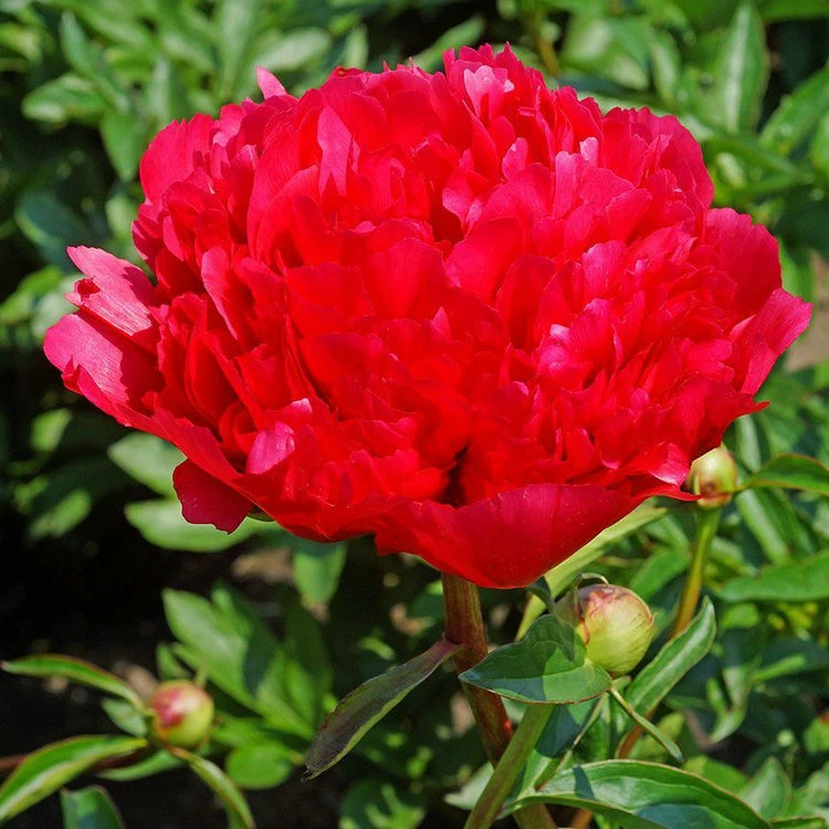 image011 image011