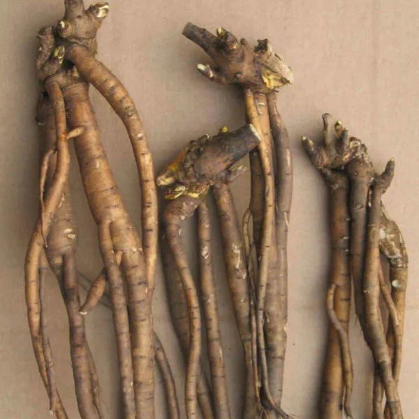 product-600-600 product-600-600