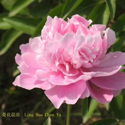 Peony 'Ling Hua Chen Yu'