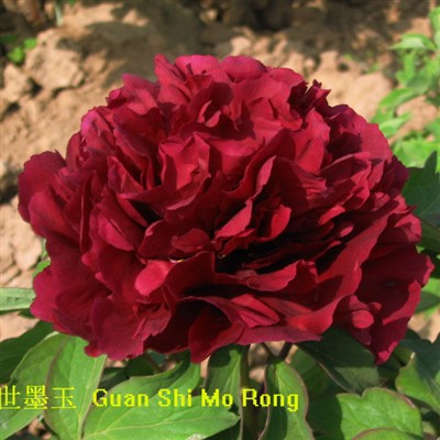 Nebbieta tal-Peony Iswed