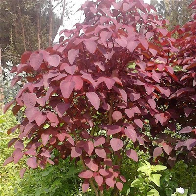 Cotinus Coggygria Nebbieta