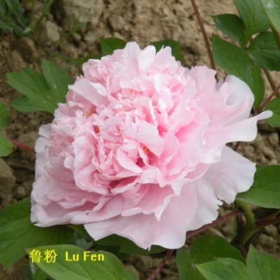 Lu Fen Peony