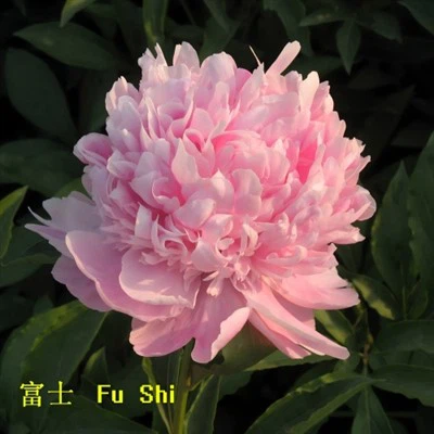 Monsieur Jules Elie Peony