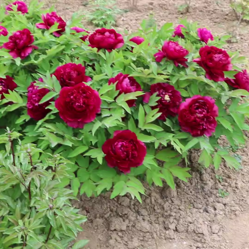 Tree Peony Bai Yuan Hong Xia suppliers