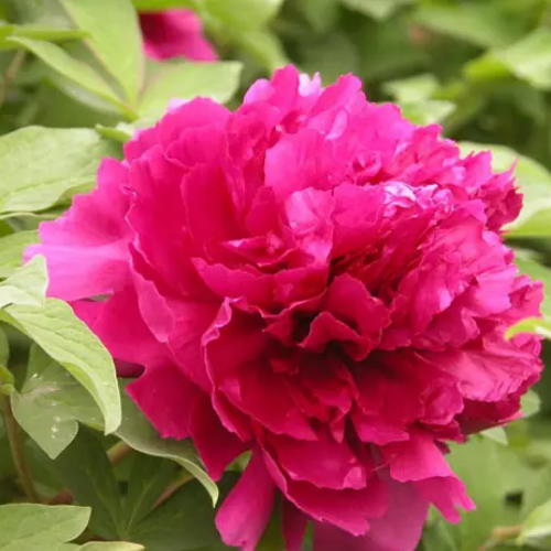 Tree Peony Bai Yuan Hong Xia high quality
